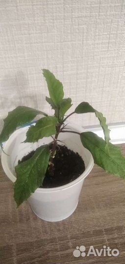 Гибискус китайская роза