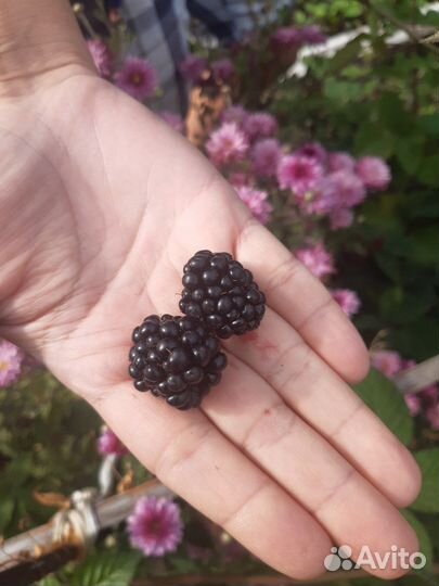 Саженцы Ежевики