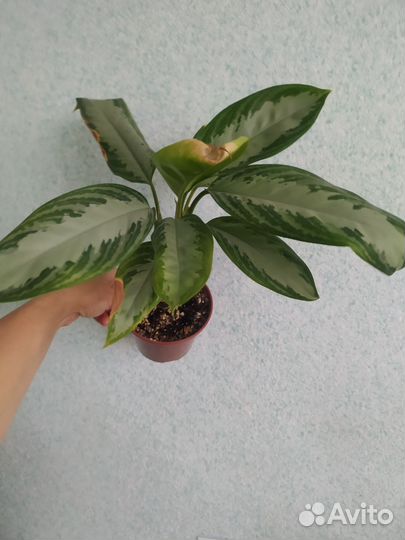 Аглаонема Сильвер Бей