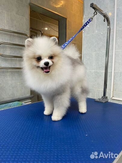 Груминг-салон Чара для кошек и собак на Королева