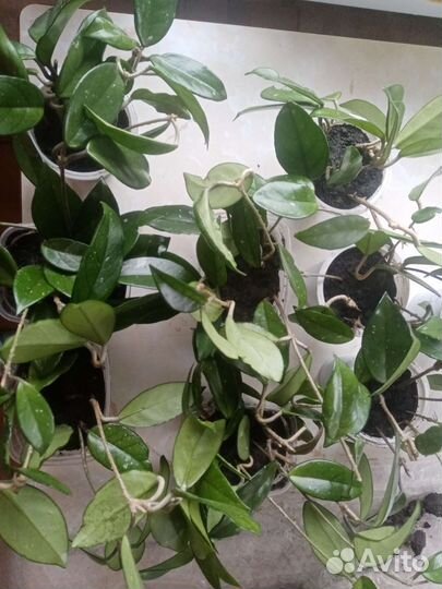 Хойя Карноза