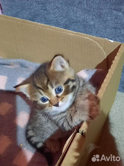 Кошка в дар бесплатно