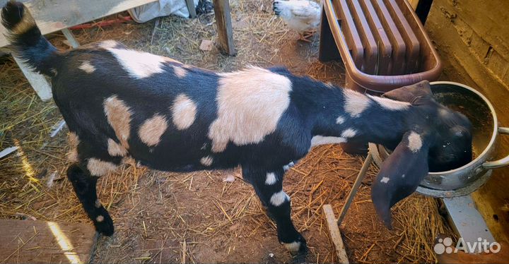 Продажа козлят