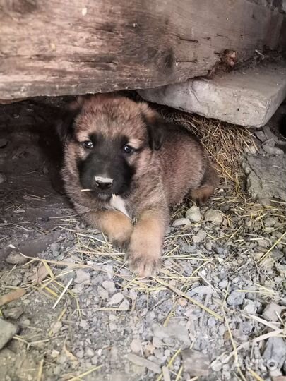 Отдам в хорошие руки щенят