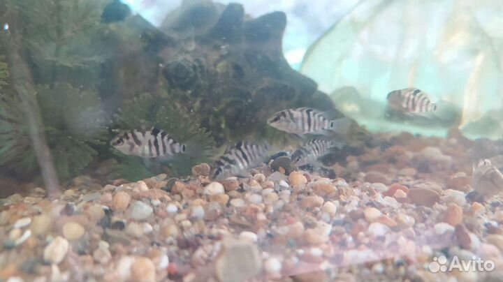 Мальки цихлид