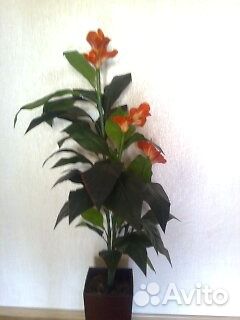 Цветы для интерьера