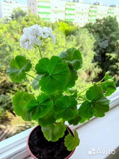 Махровая герань розовая, белая (большие кусты)