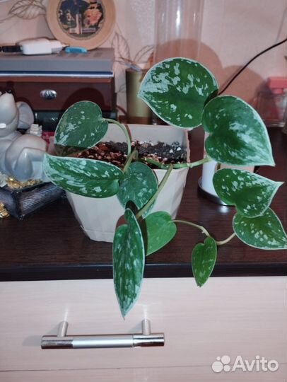 Сциндапсус