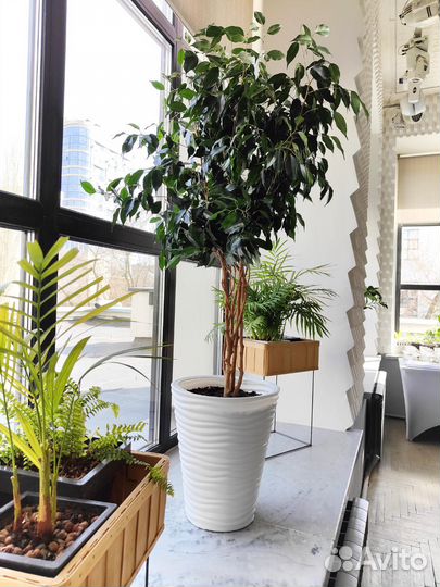 Озеленение под ключ. Алоэ Вера