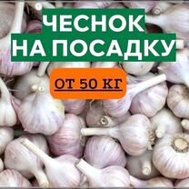 Чеснок озимый на посадку