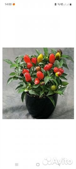 Декоративные перчики и декоративный каланхое