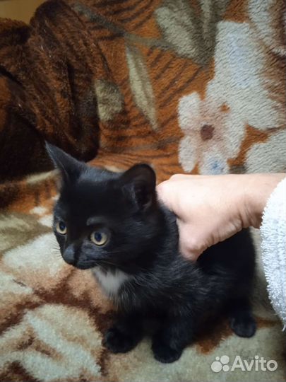 Черный котенок в добрые руки