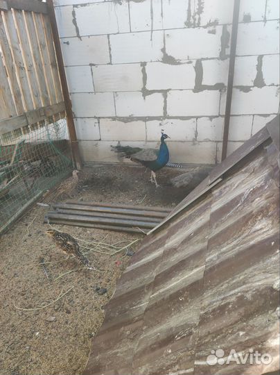 Продам павлинов и фазанов