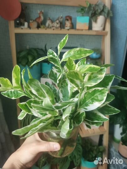 Педилантус