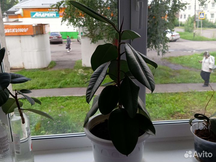 Кротон, фикусы