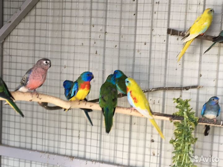 Певчий попугай