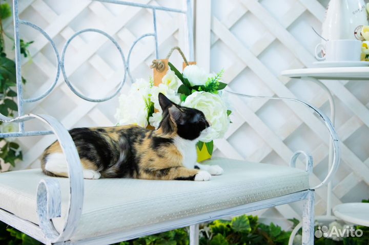 Трехцветная кошка