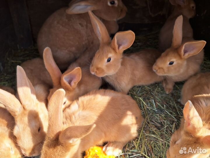 Кролики крольчата