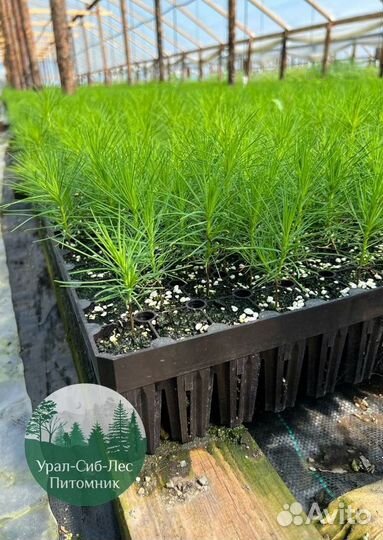 Зкс и окс Сосна Ель Лиственница сеянцы Голуб горн