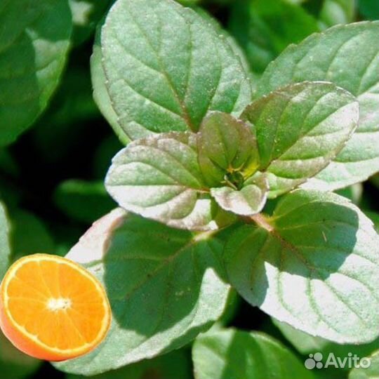 Мята, флоксы, спирея