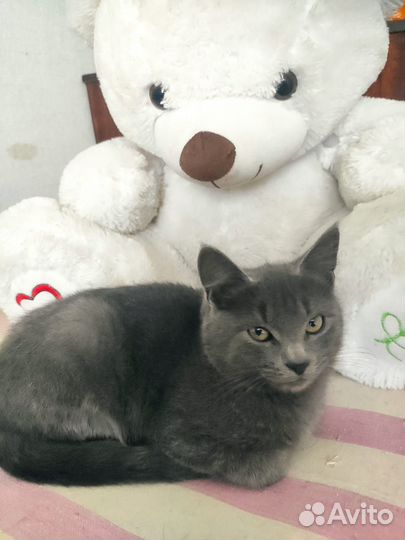 В добрые руки