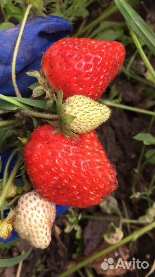 Усы виктории