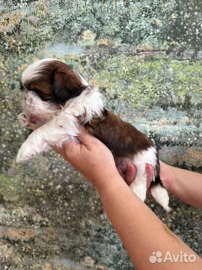 Щенки ши-тцу