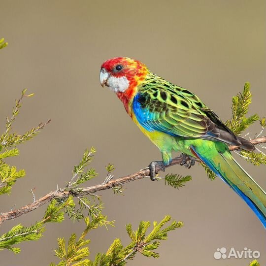 Розелла Пёстрая