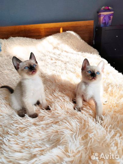 Тайские котята