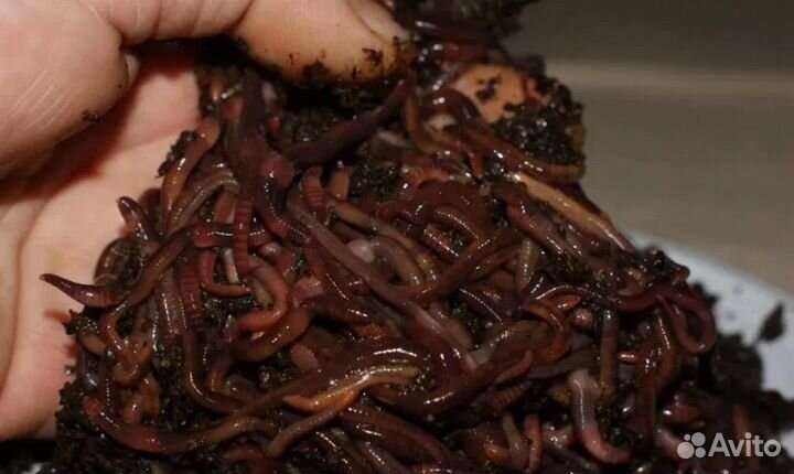 Калифорнийские черви