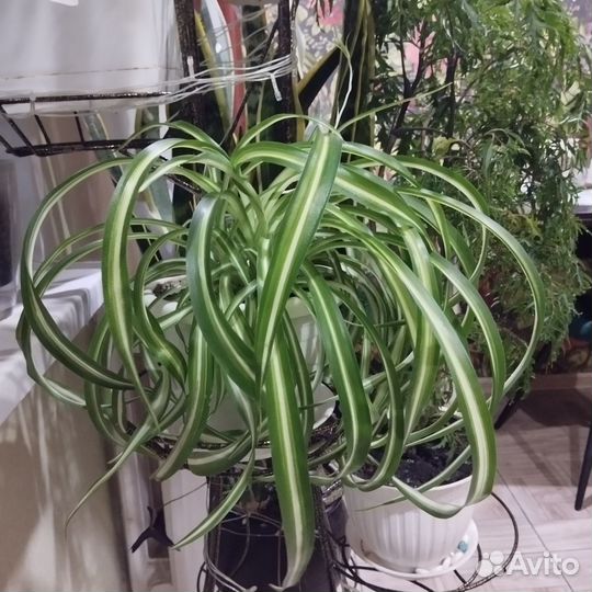 Хлорофитум кудрявый