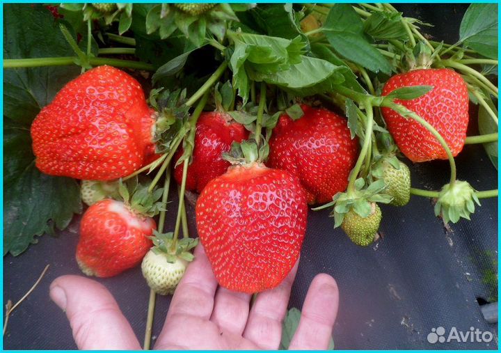 Рассада клубники азия