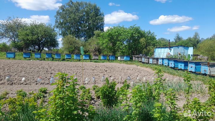 Ульи для пчел