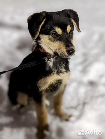 Щенок девочка 3,5 месяца