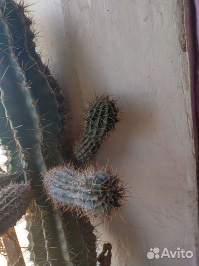 Кактусы детки