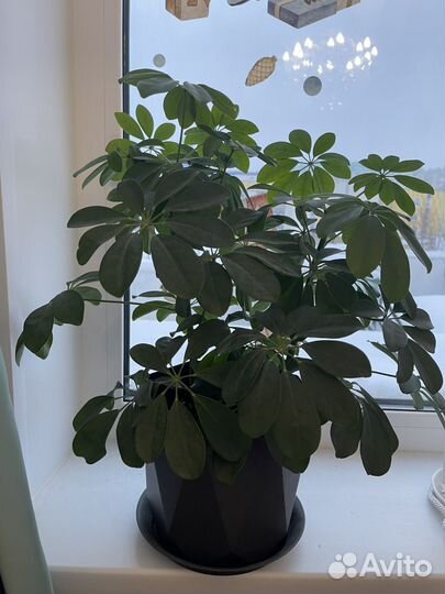 Комнатные цветы шефлера