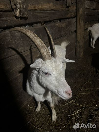Козы молочные