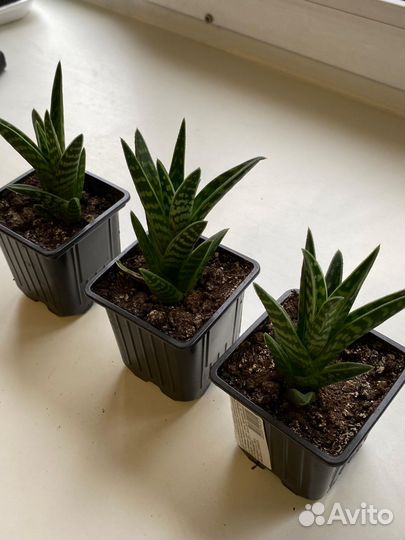 Алоэ перистое