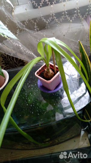 Индийский лук,лечебное растение