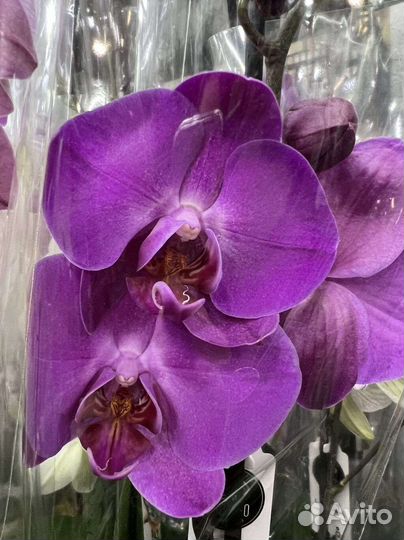 Комнатные цветы орхидеи