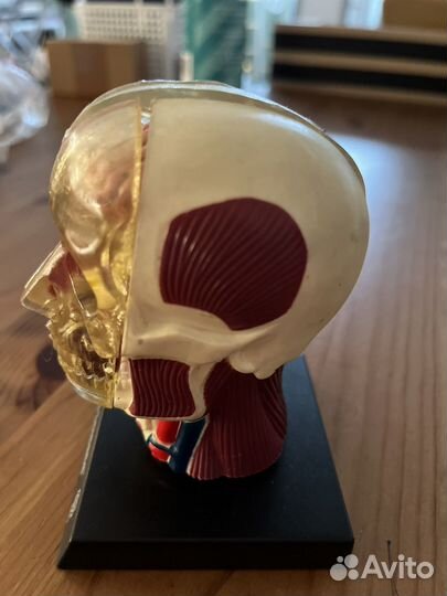 Макет черепа