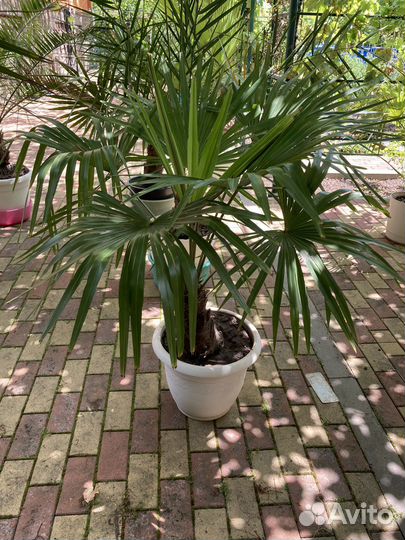 Пальмы, драцена, монстера