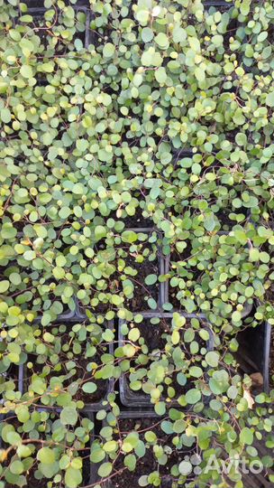 Комнатные растения цветы