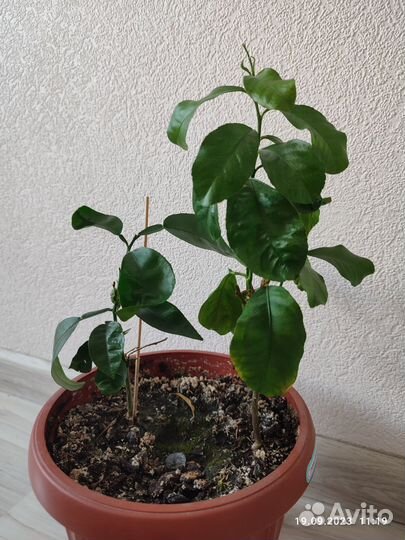 Лимонное дерево отдам