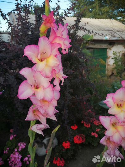 Луковицы гладиолусов