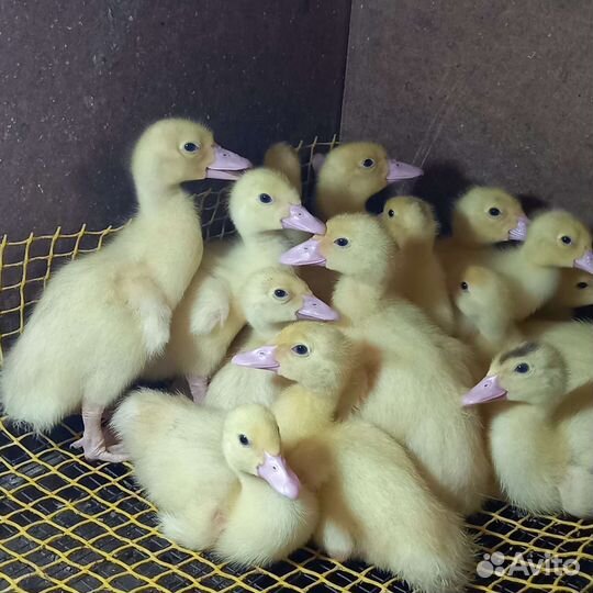 Индоутята от 3-х суток