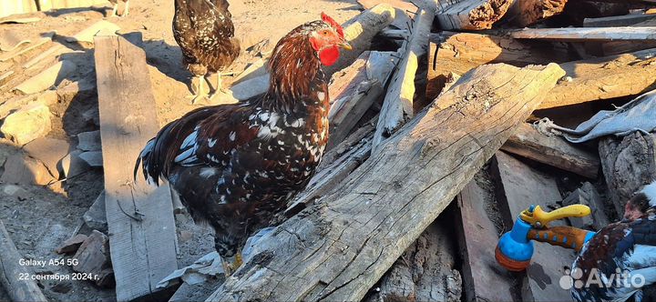 Петушки Ливенская Ситцевая