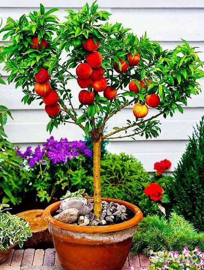 Персик колоновидный