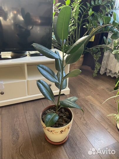 Комнатнве цветы для дома и офиса