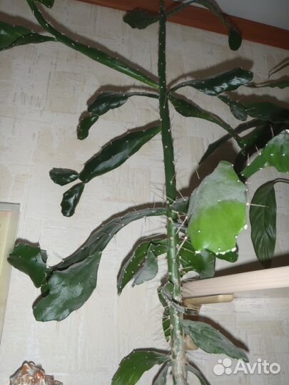 Кактусы, стапелия, бразилиопунция